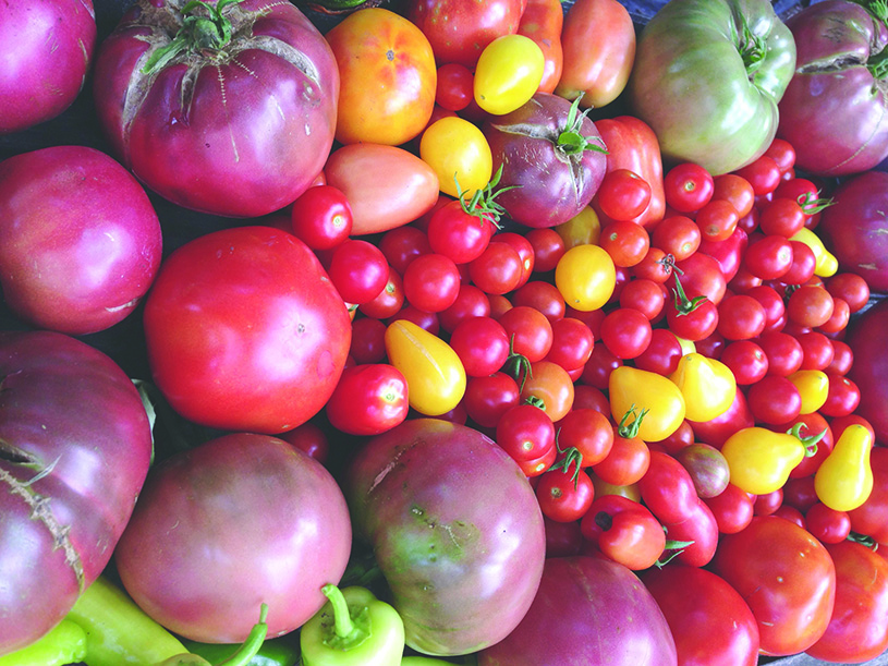 Fresh tomatoes grown in community gardens on vacant lots by children for the Harlem Grown project.