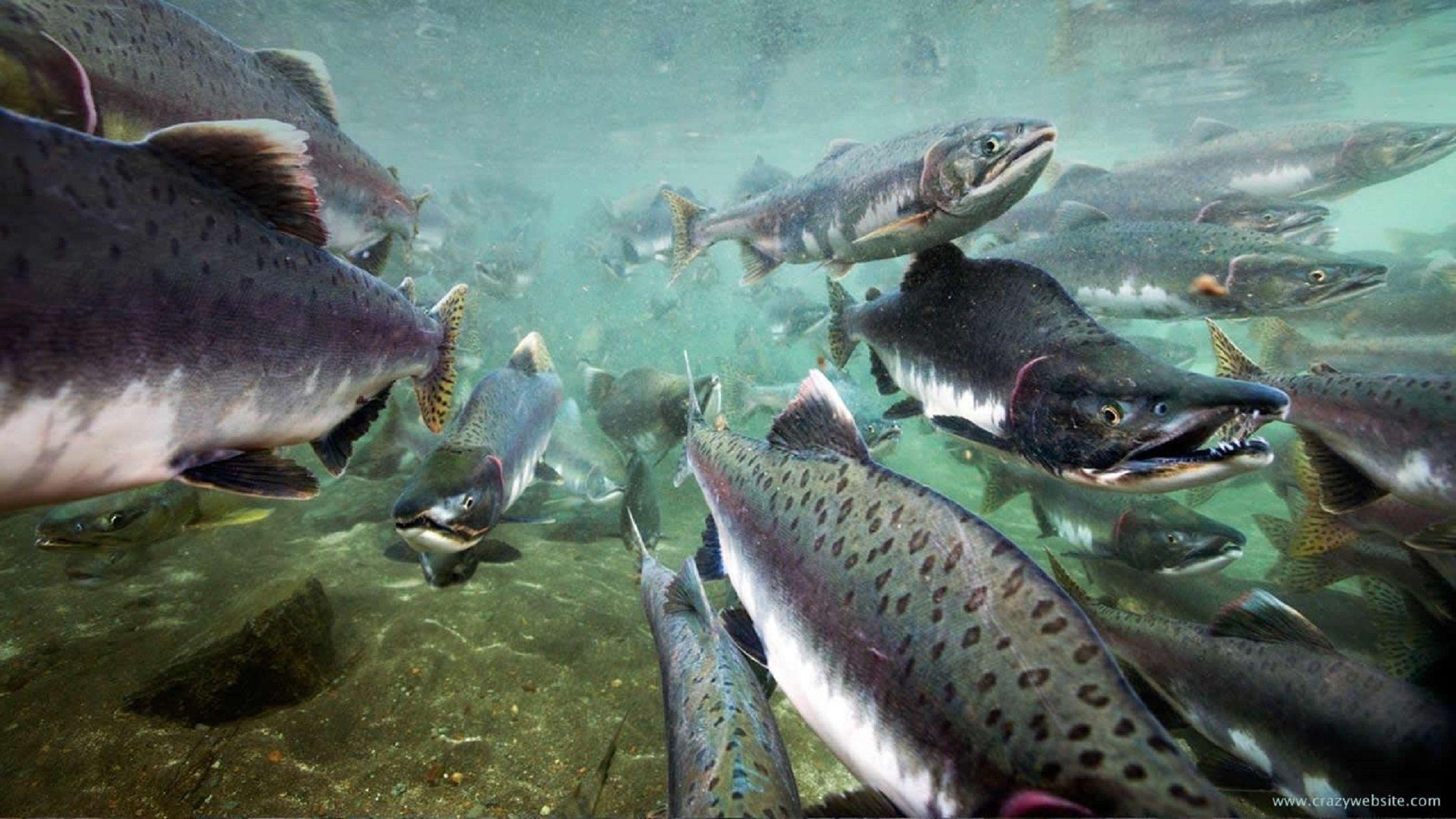 Salmon Migration as Earth Expression
