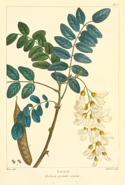 Black locust botanical illustration with white flowers and green leaves