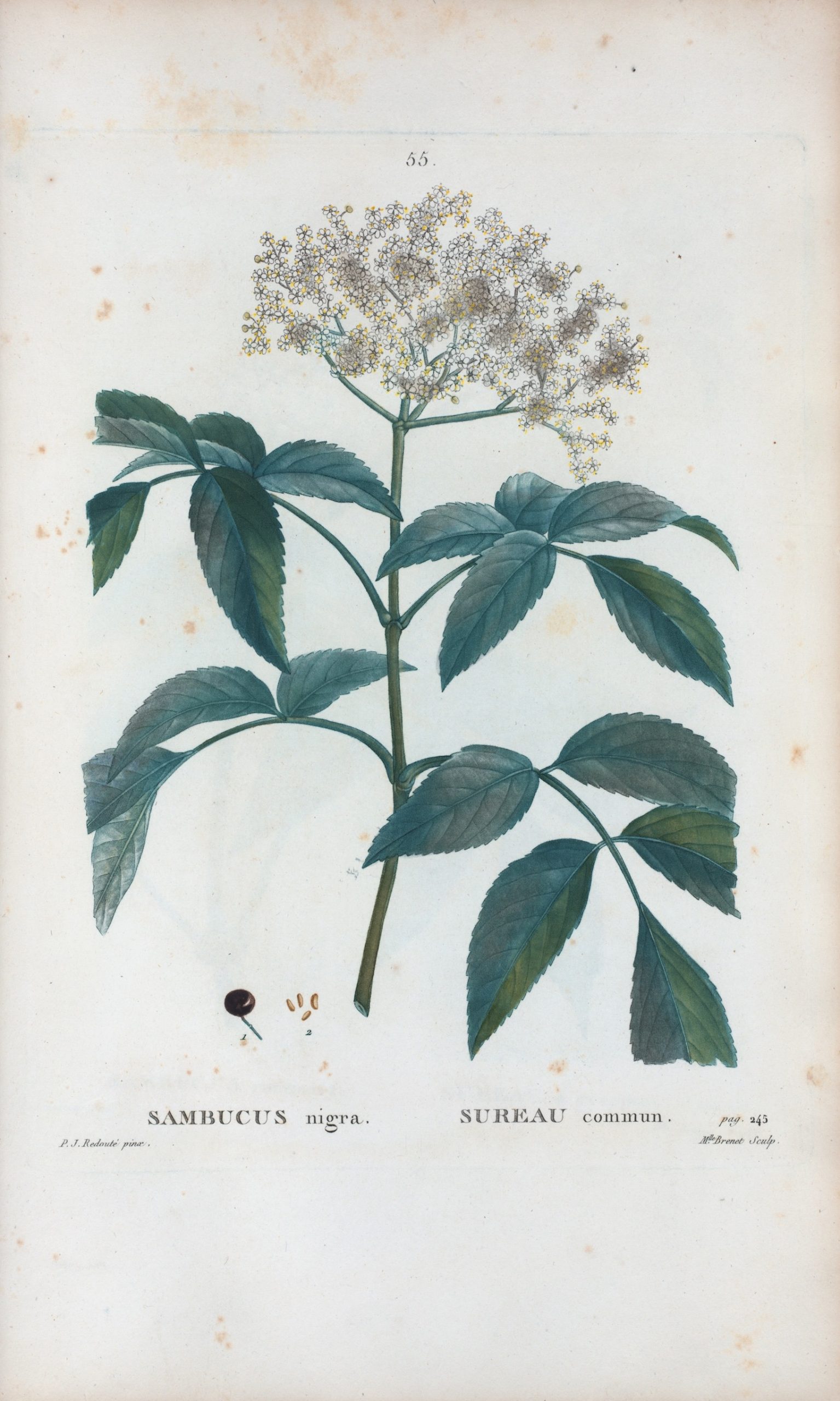 Elderberry plant botanical illustration, Sambucus nigra with flowers and leaves
