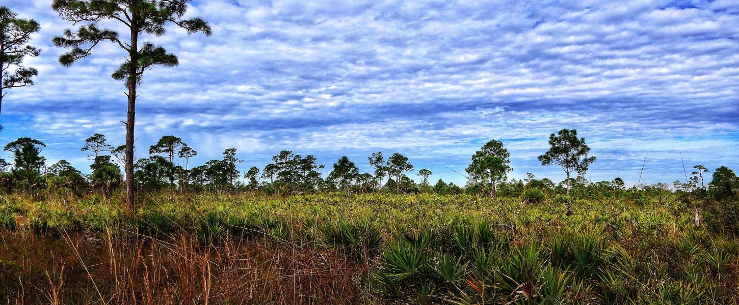 Estero Bay Buffer Preserve