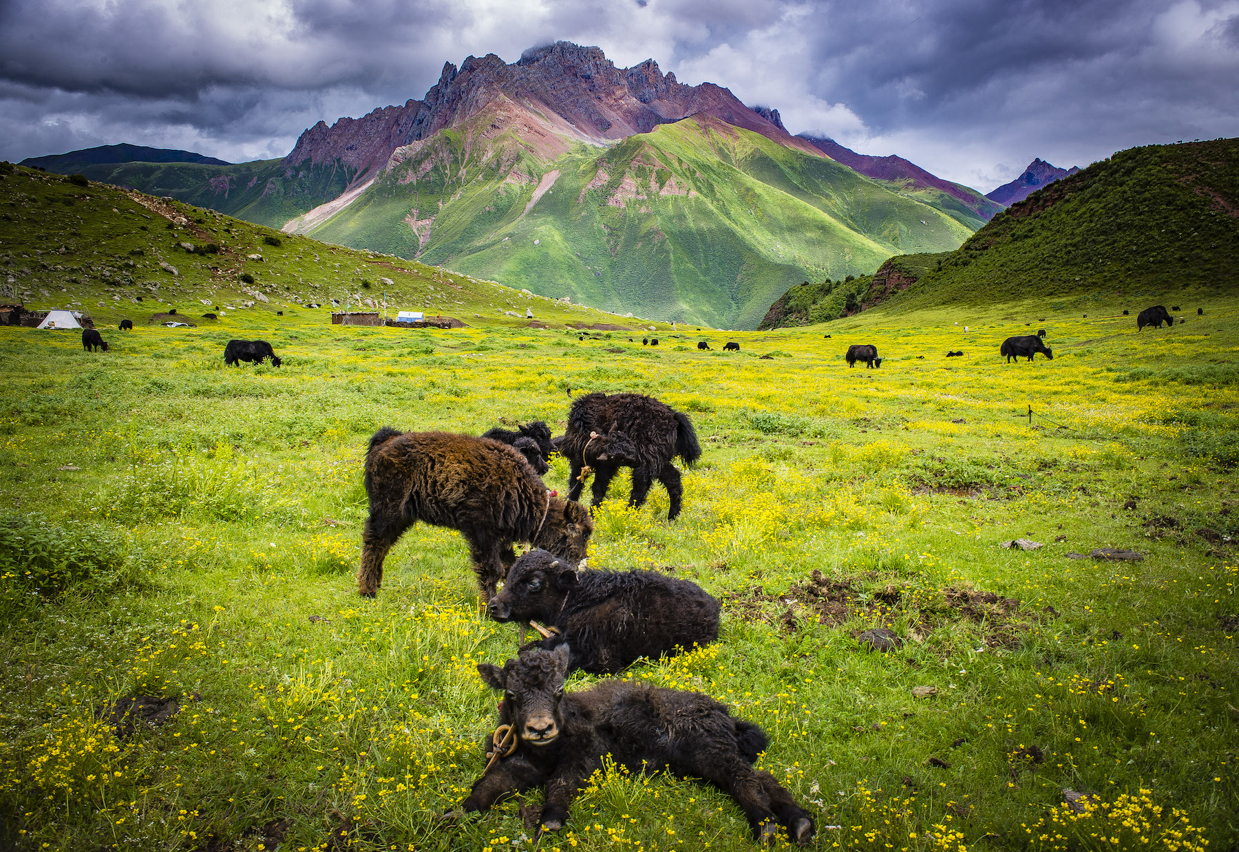 Yak are known as Nor or “jewel,” an indication of how precious they are to the Tibetan nomad economy | Dahu Valley, Kham