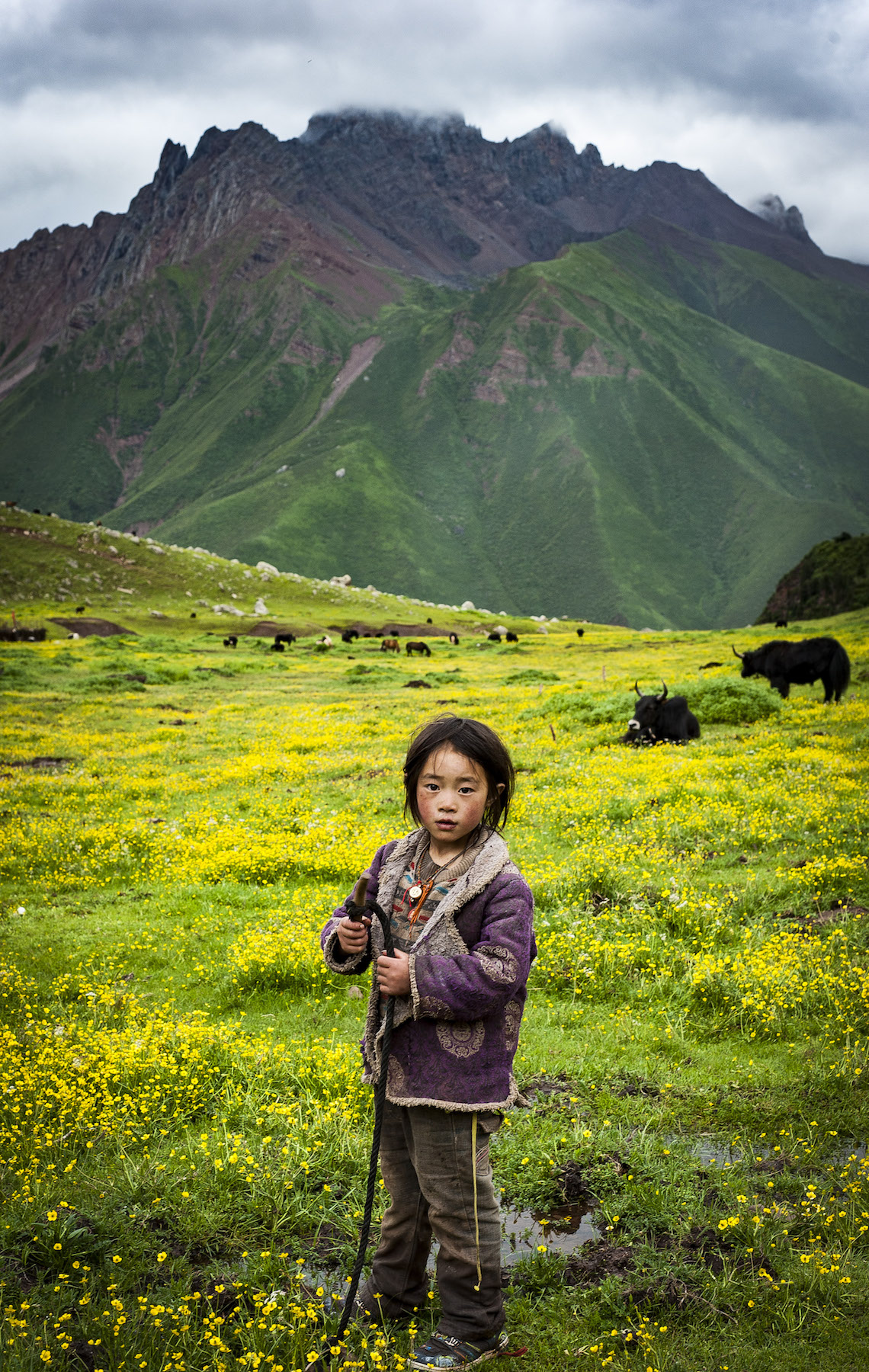 One of Sonam Wangbo’s daughters in the spring pastures, the sacred Dahu Valley, Kham