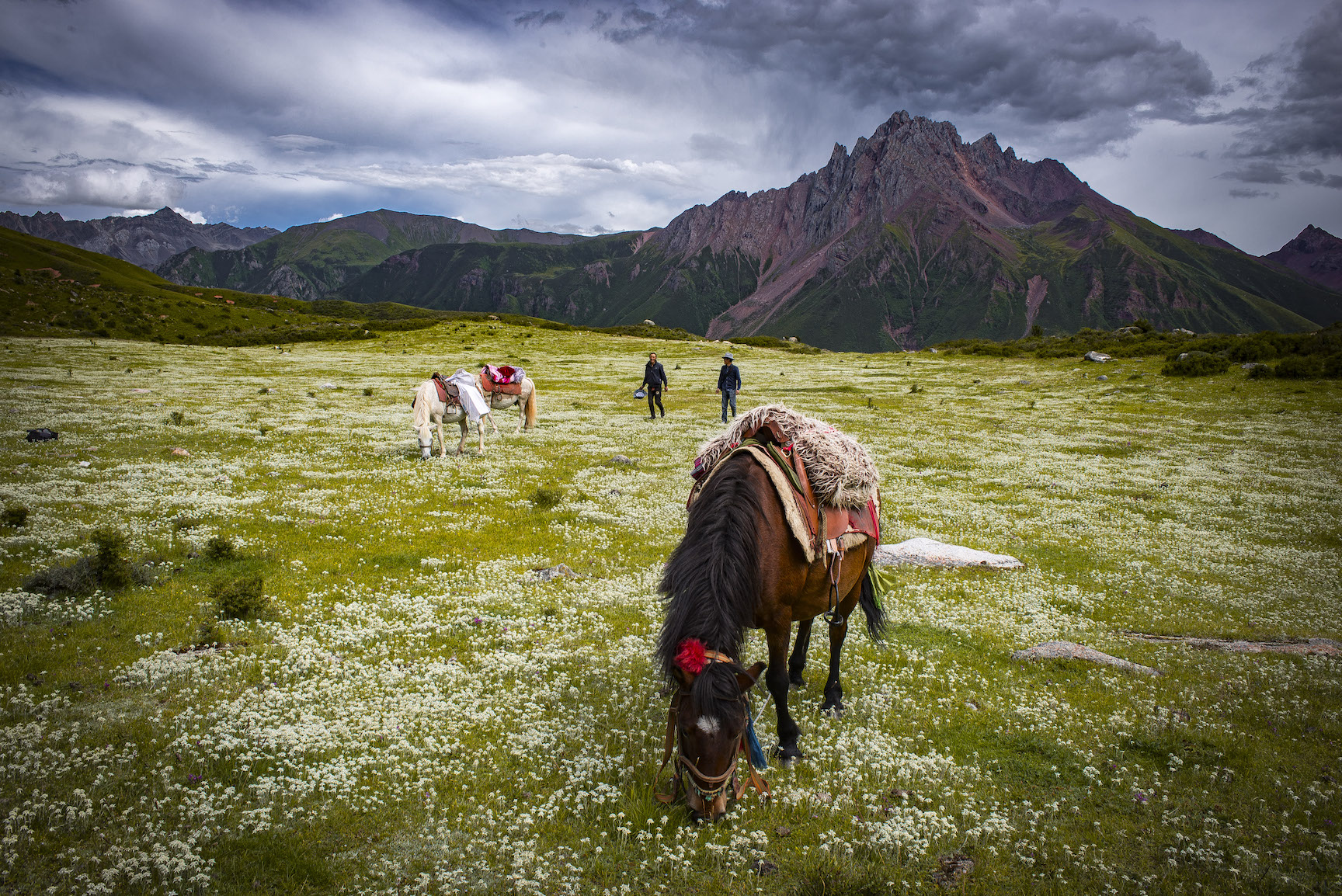 Pastures filled with Edelweiss in the sacred Dahu Valley, Kham.