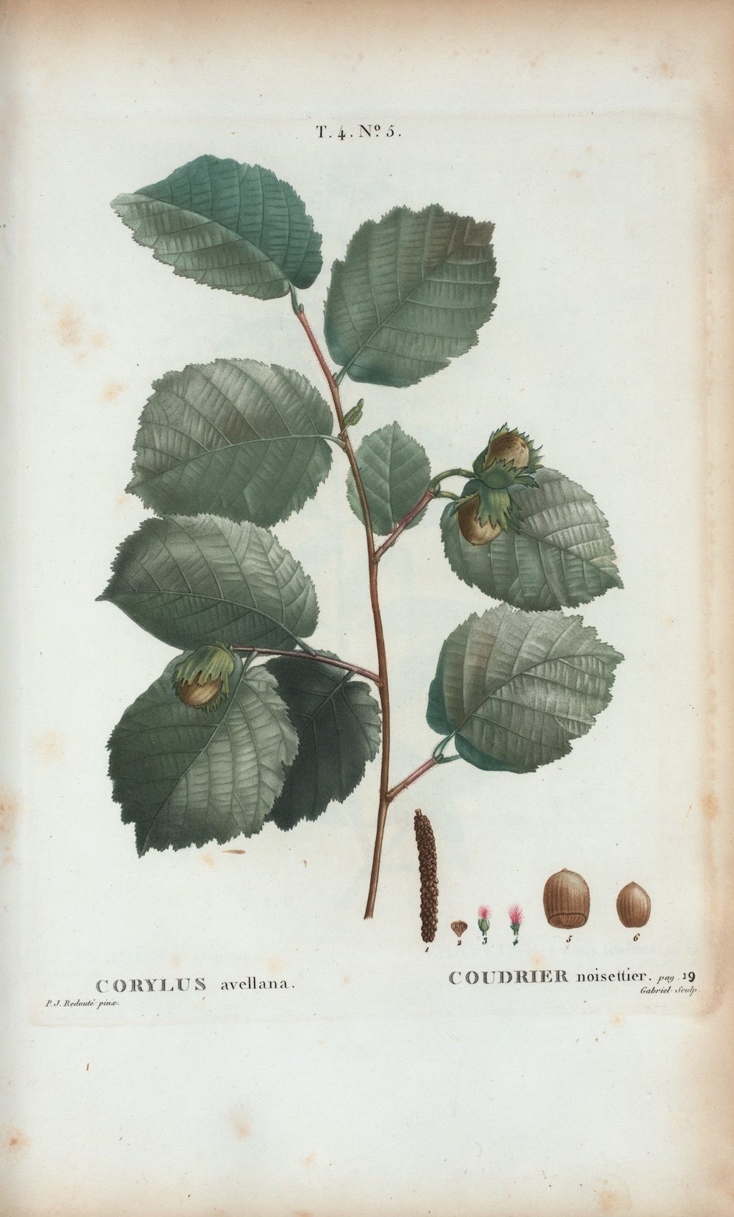 Hazelnut branch botanical illustration with Corylus avellana leaves and nuts
