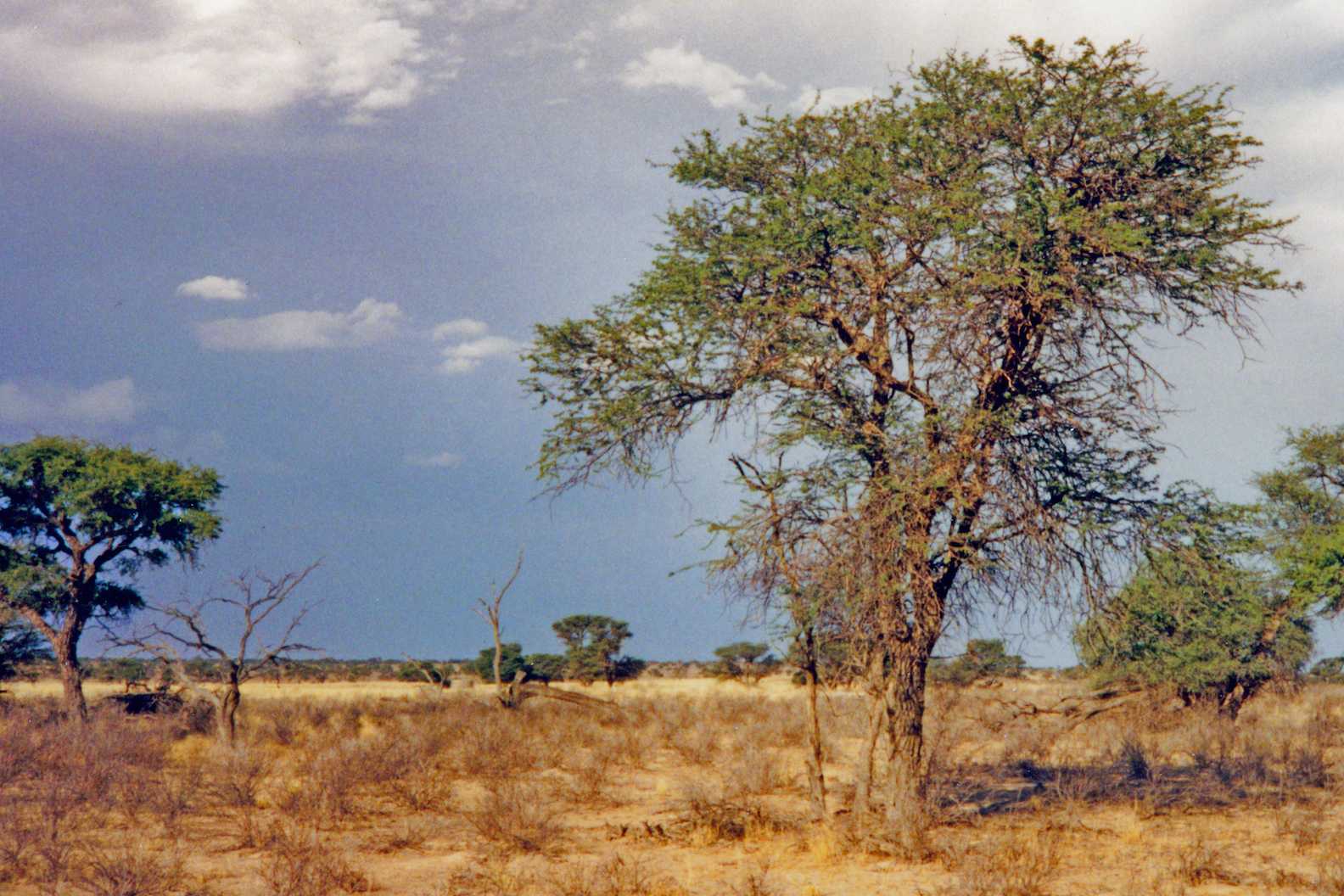 desert trees