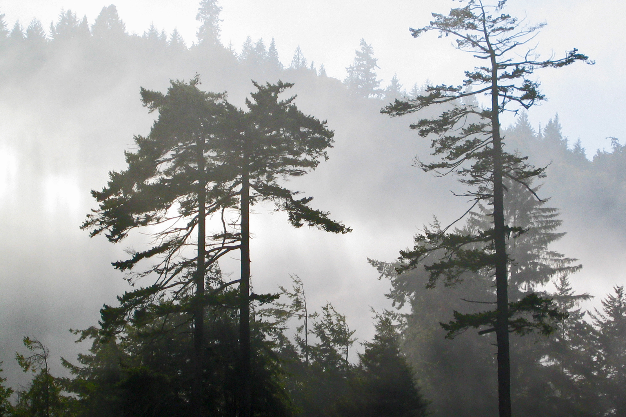 Sri Lanka misty forest