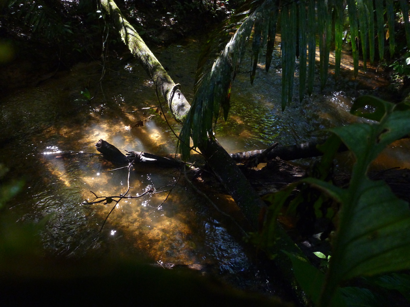 Riparian Zone image