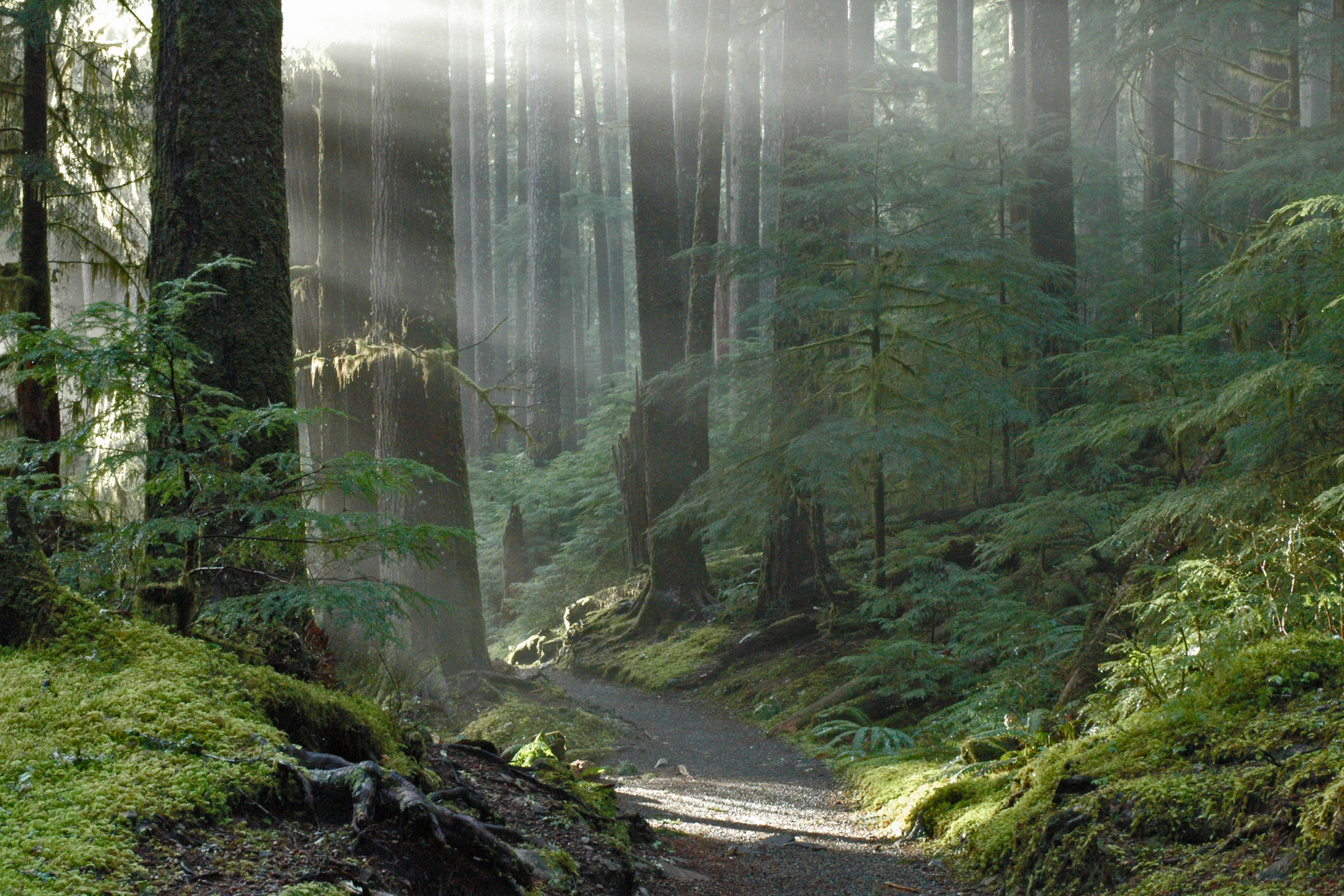 Quiet path with sunrays