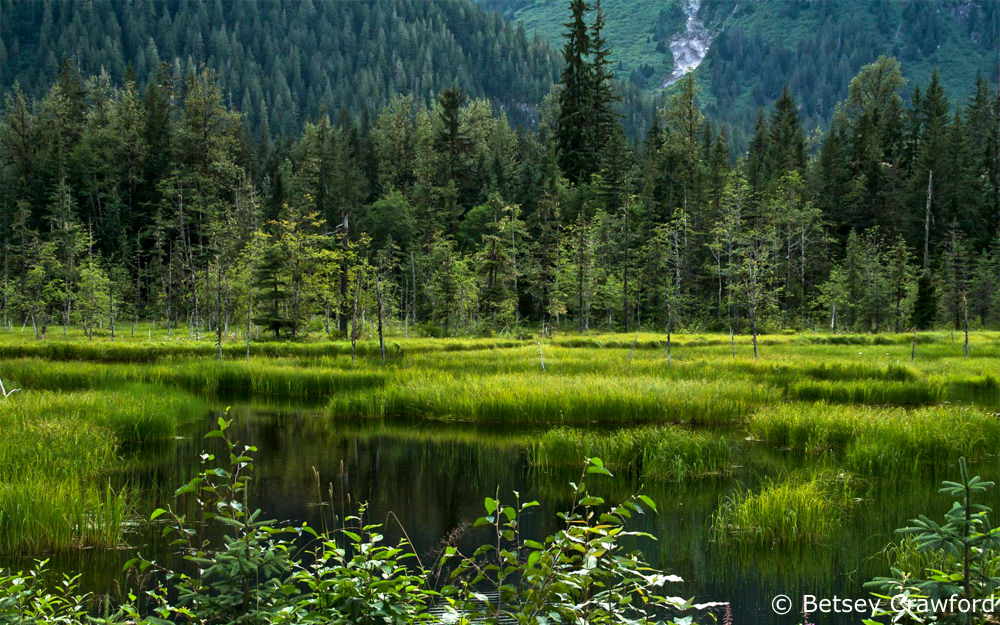 Wetland-Tongass-National-Forest-near-Hyder-Alaska-by-Betsey-Crawford