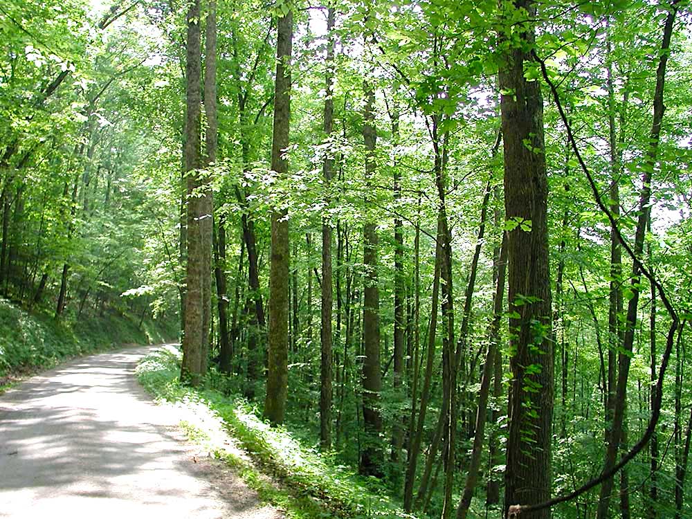 Forest trail path through dense green woodland with tall trees and sunlight