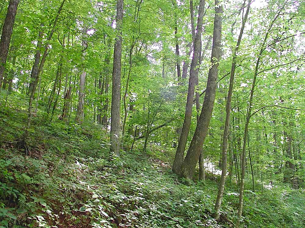 Lush green forest hillside with dense trees and natural undergrowth