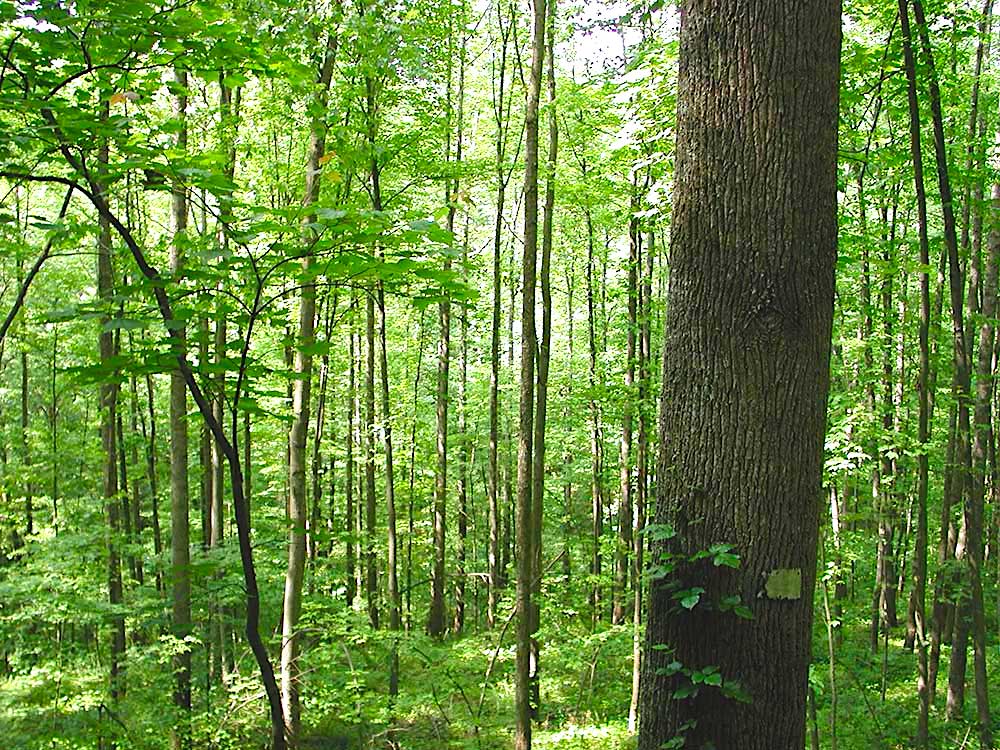 Dense woodland forest with tall trees and vibrant green foliage in daylight