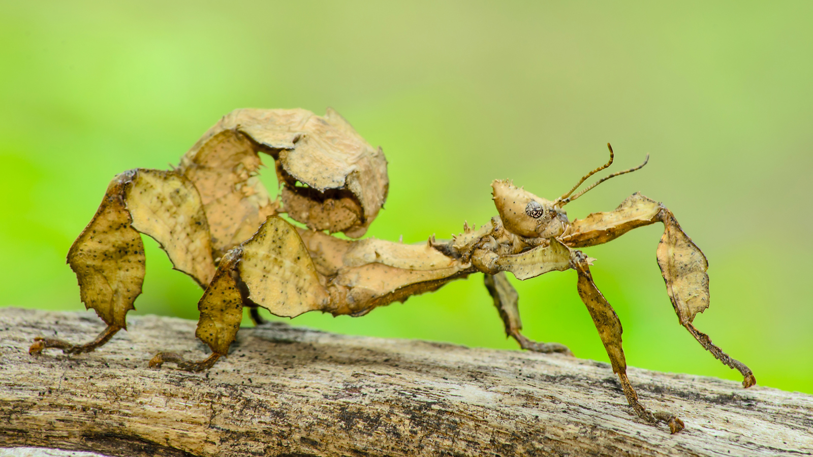 Biodiversity
