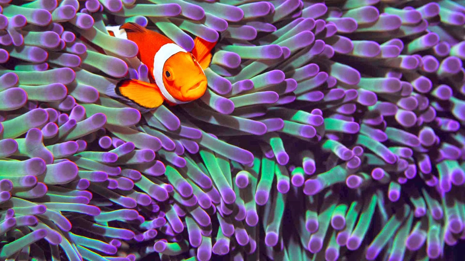 Ecosystems