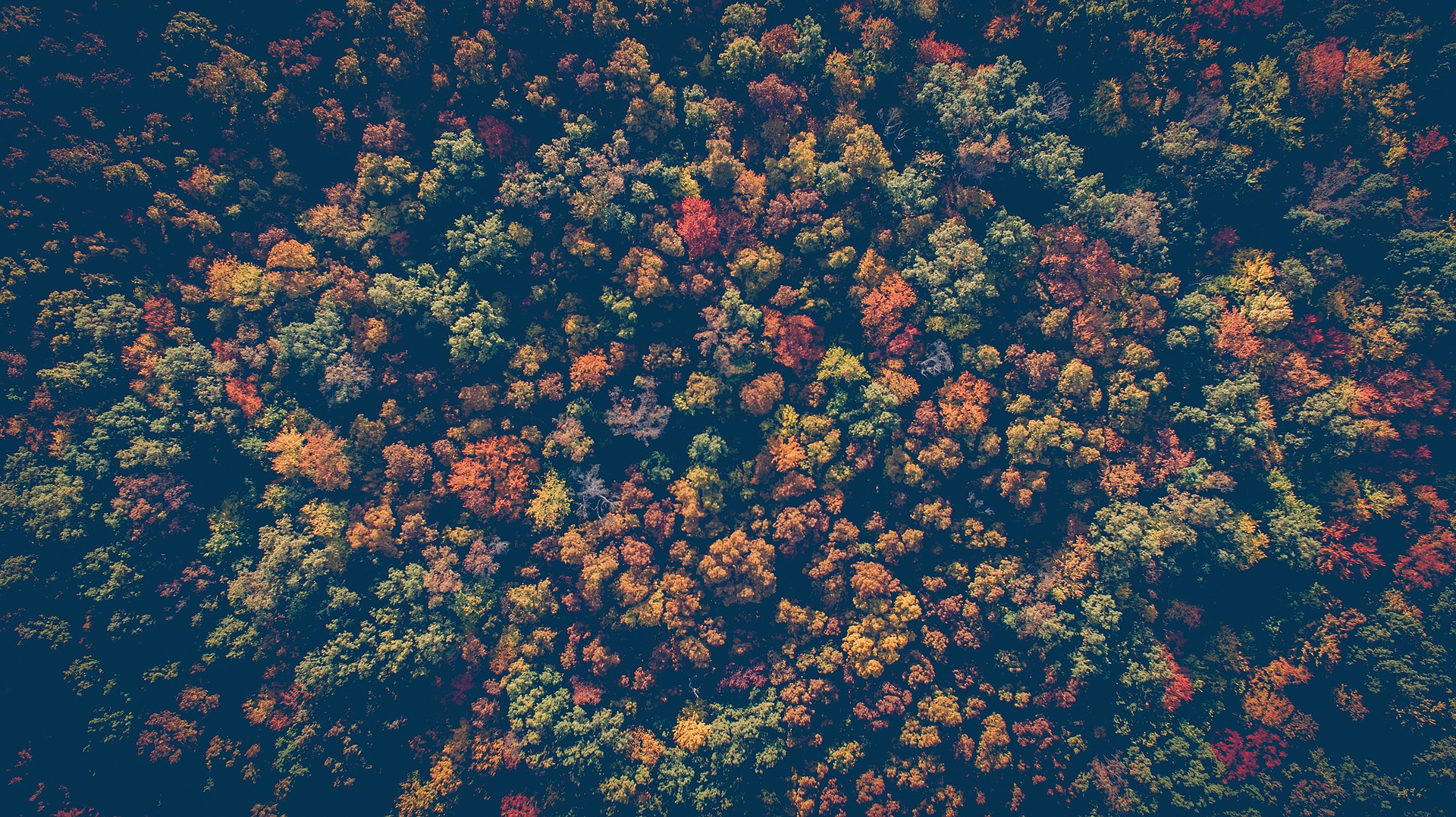 Aerial view of dense forest with colorful autumn foliage from above