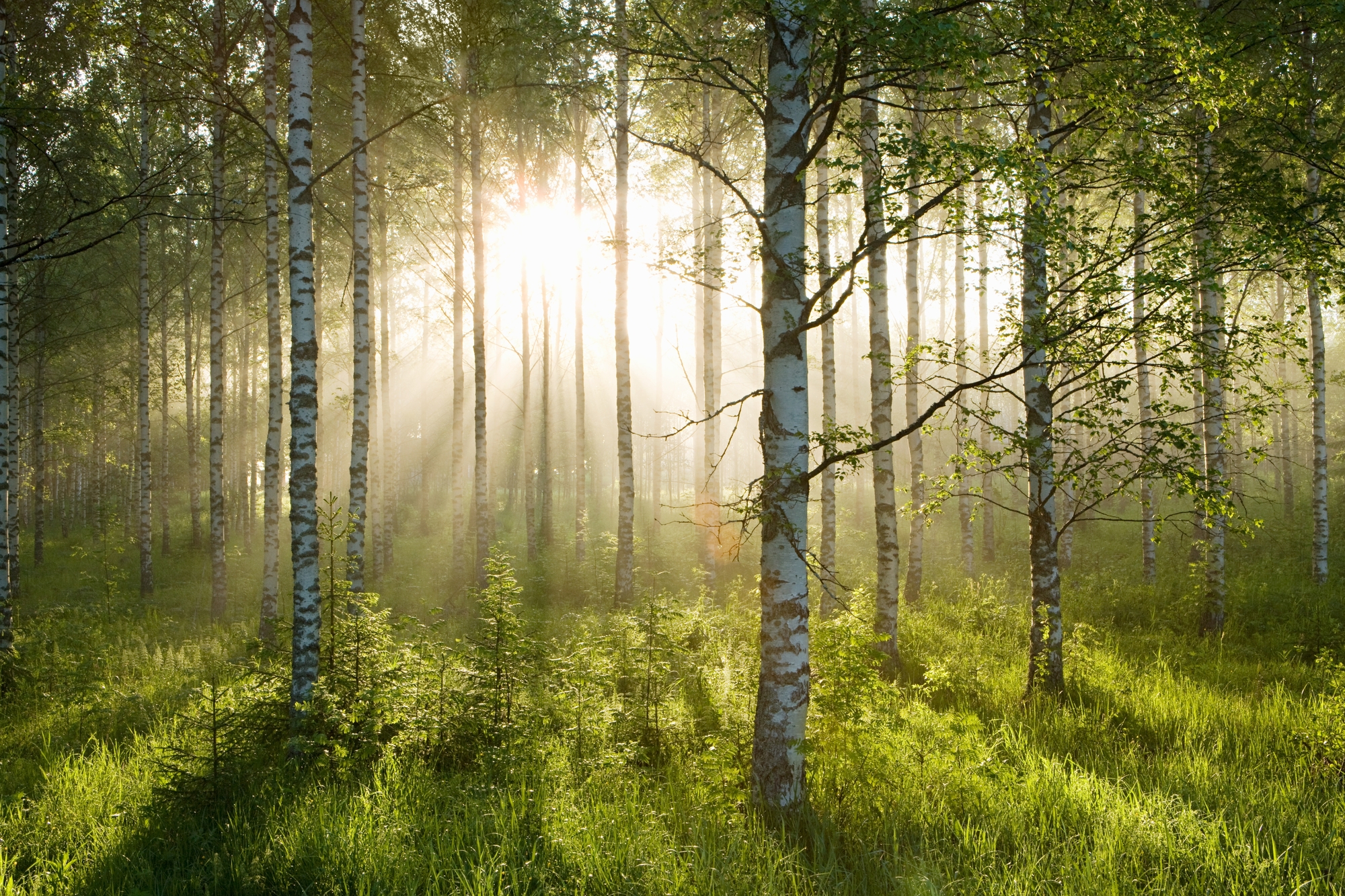 Forests