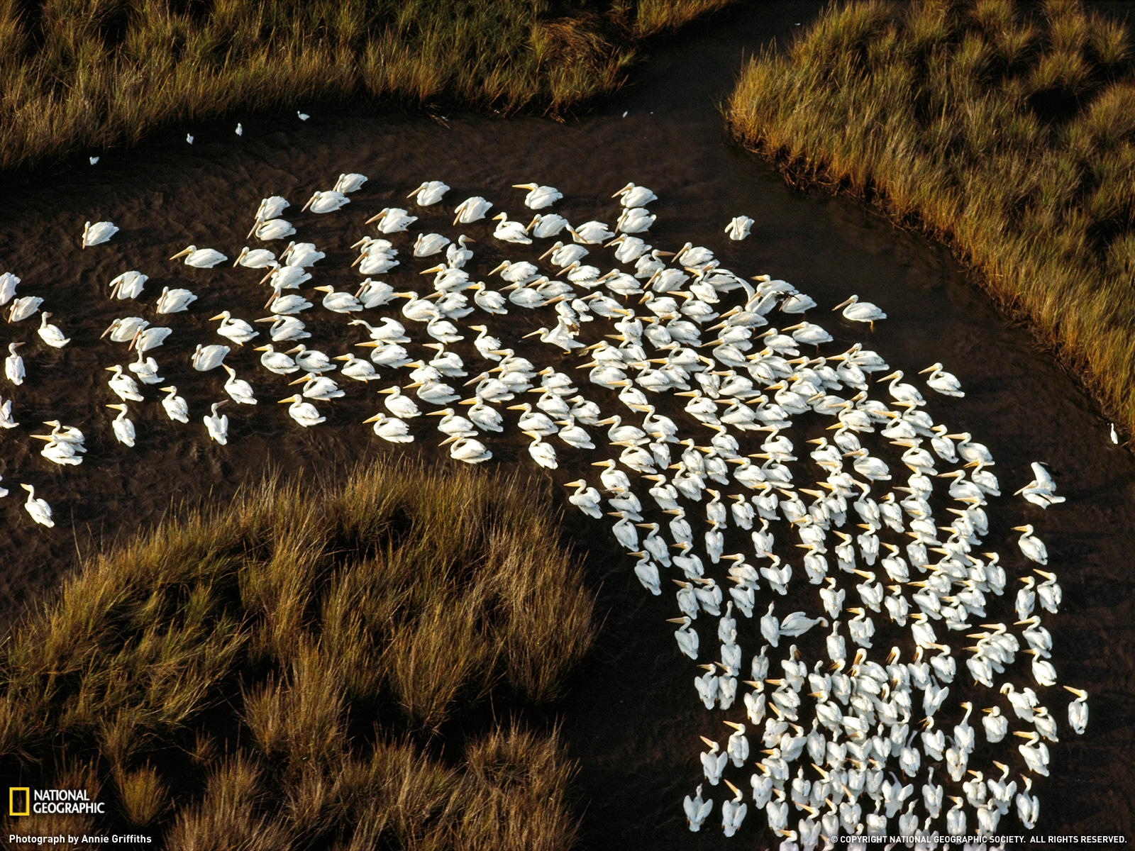 Migration Routes