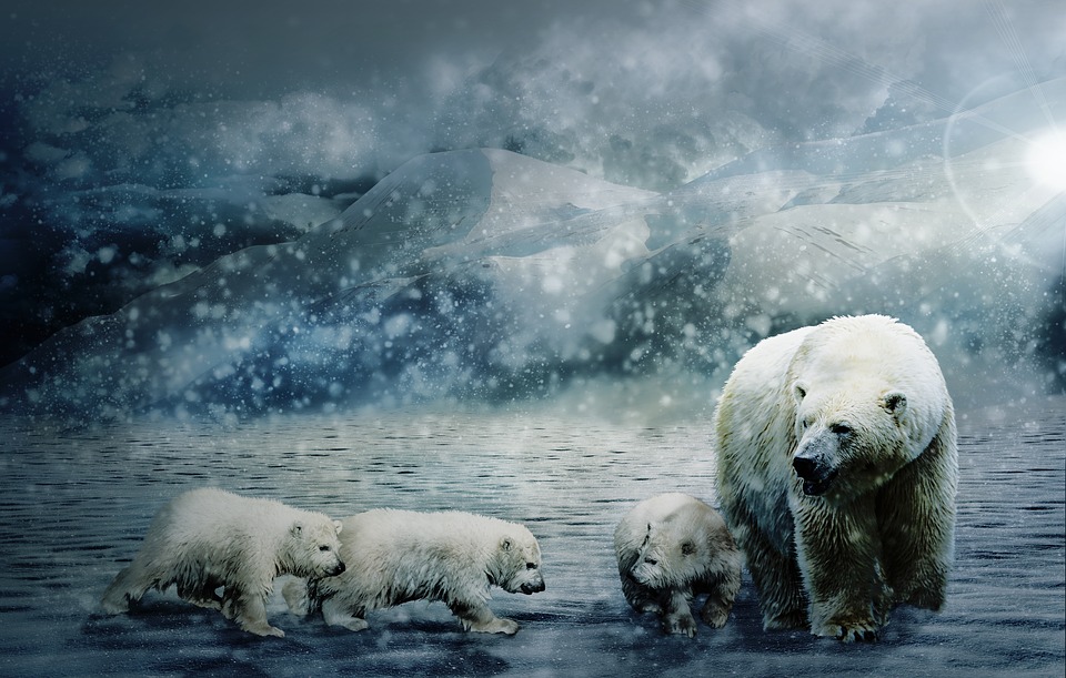 Photo of polar bears