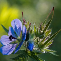 #1-wild-geranium-geranium-erianthum-Wynn-Nature-Center-Homer-Alaska-by-Betsey-Crawford-copy