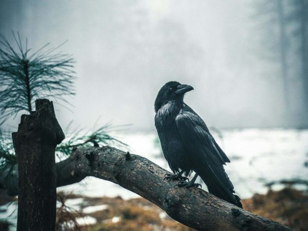 Crow on a winter day