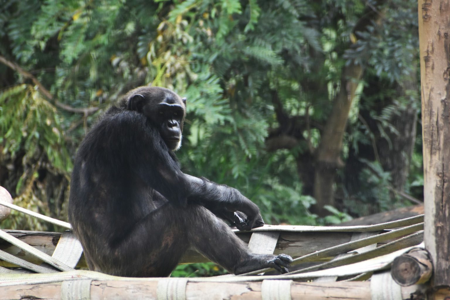 black gorilla sitting on brown wooden stick