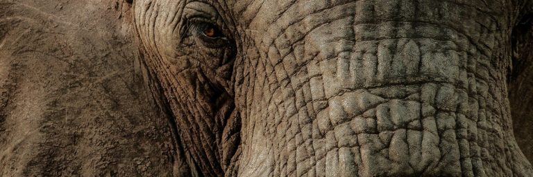 Elephant eyes