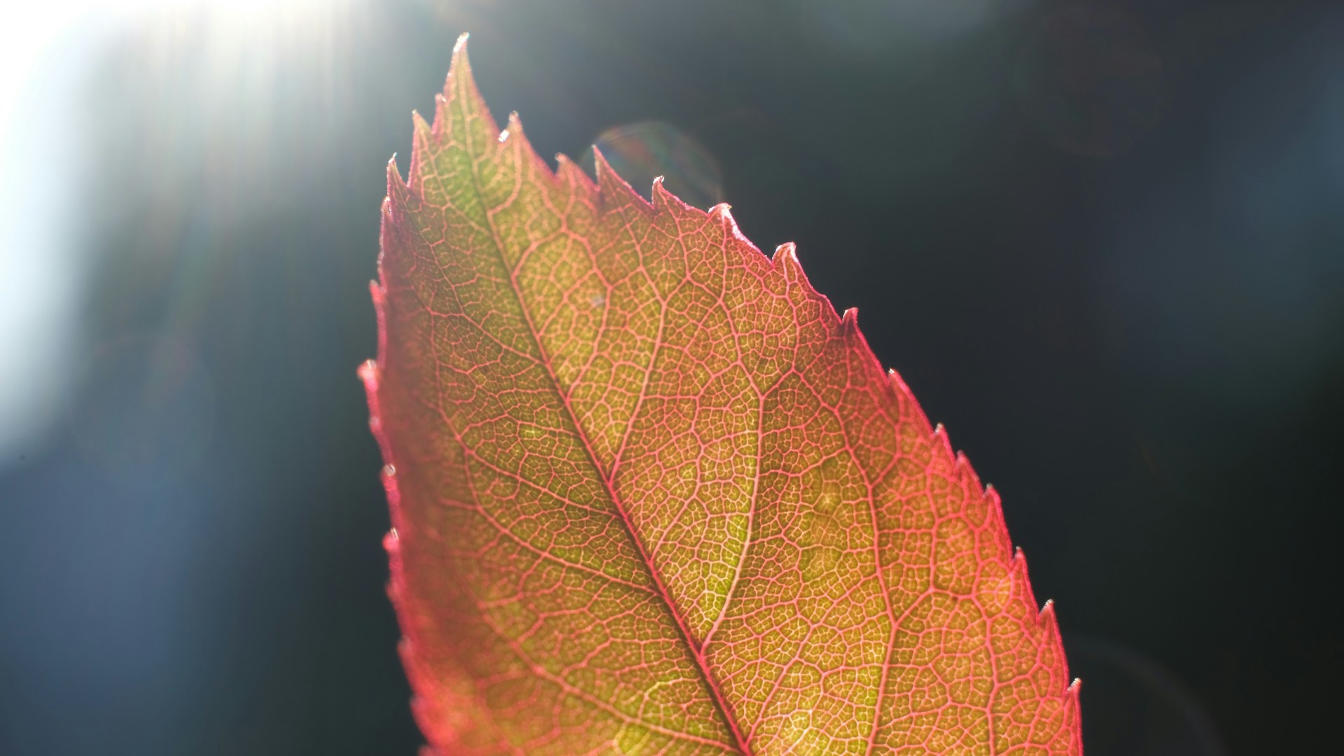 Fall leaf