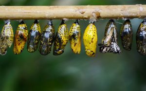 Butterfly emerging from chrysalis during metamorphosis on branch