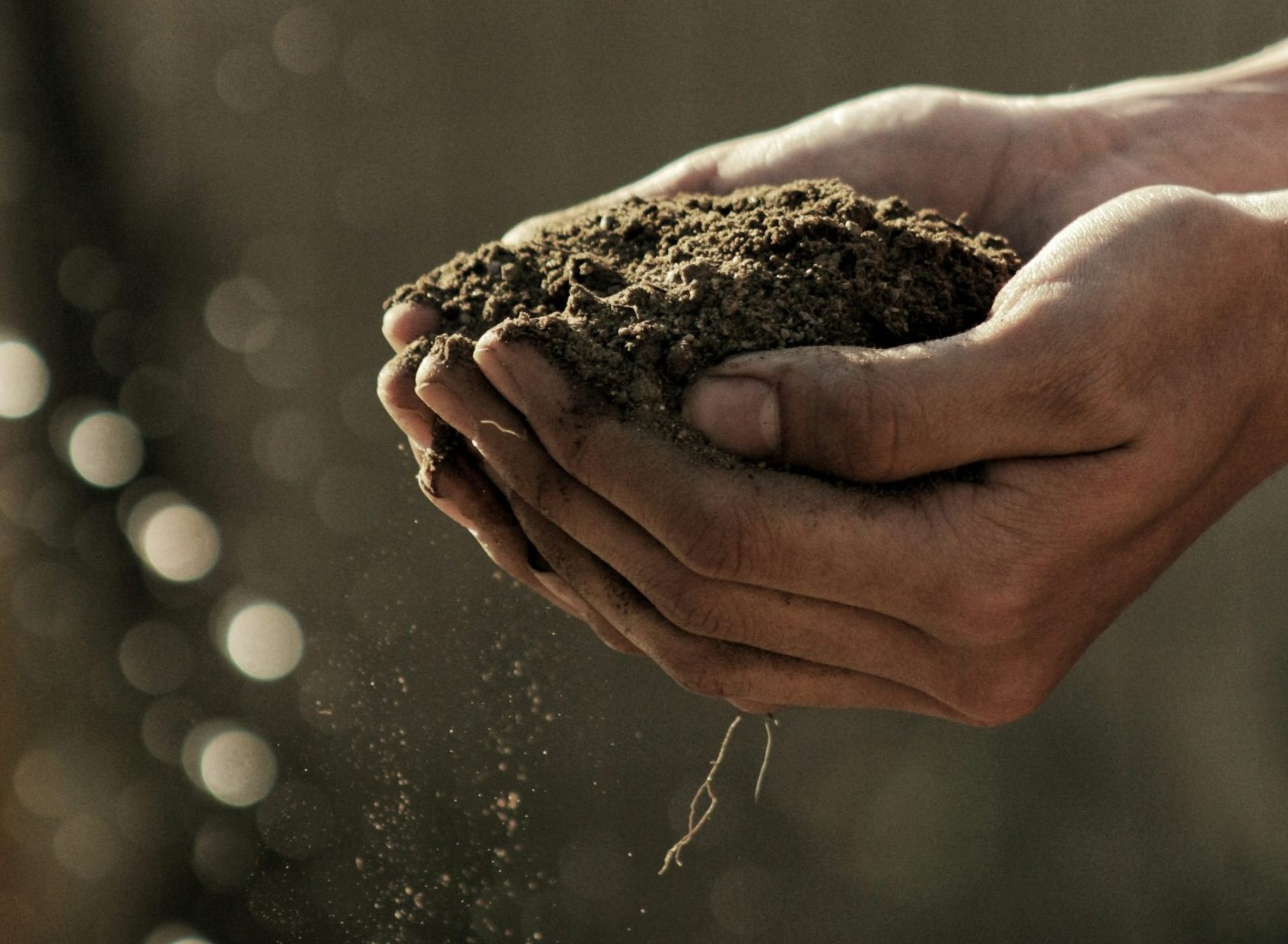 Hands holding rich soil with roots, sustainable farming concept