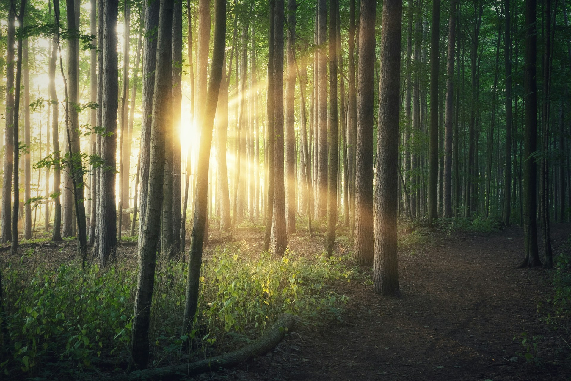 Sunlight streaming through tall forest trees along woodland path