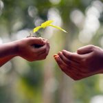 shameersrk-hands-5618238_1280