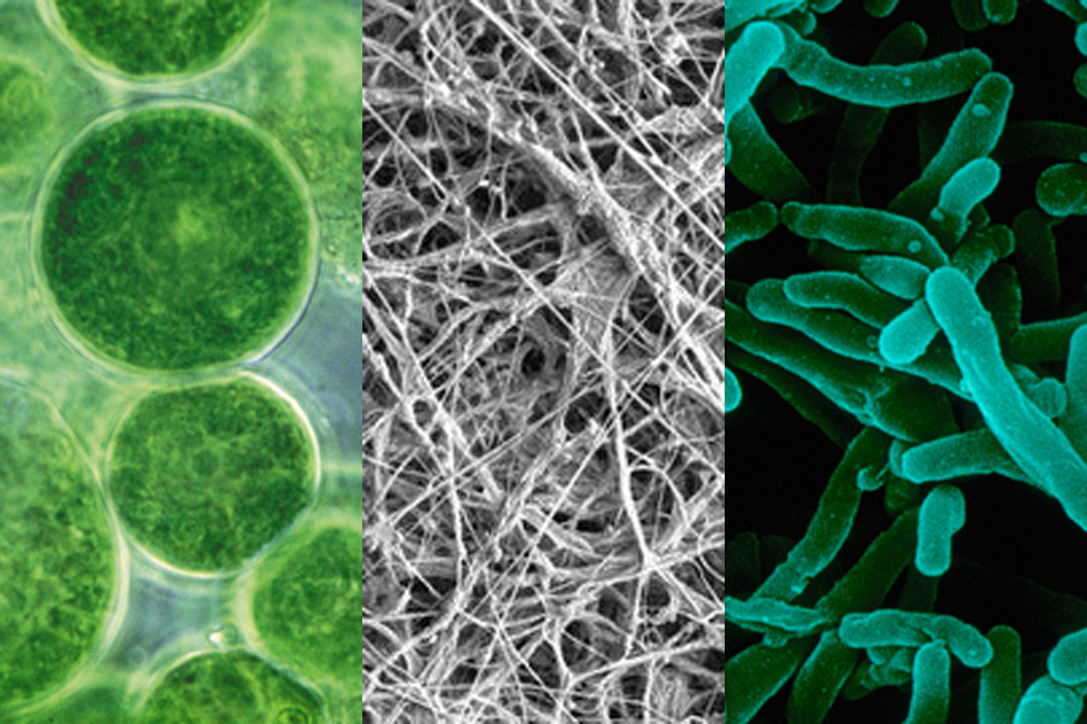 Микробиом почвы. Микробиома растения. Soil microorganisms. Fungi microorganism.